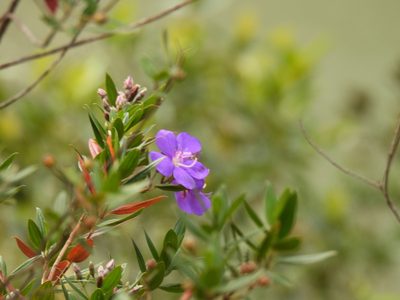Pleroma martiale, photographed by novvictan