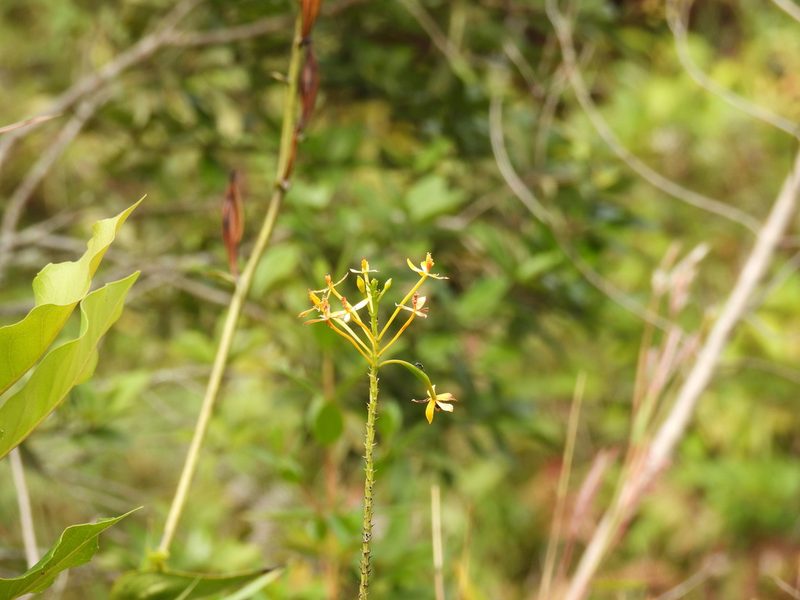 Epidendrum aura-usecheae, photographed by novvictan