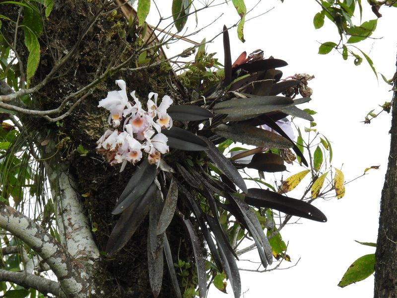 Cattleya schroederae, photographed by novvictan