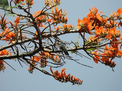 Erythrina poeppigiana, photographed by novvictan