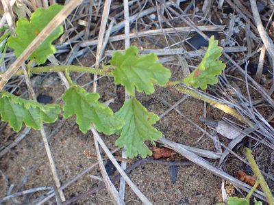 Hermannia diffusa, photographed by Nicola van Berkel