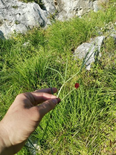 Lathyrus setifolius, photographed by Ljaž