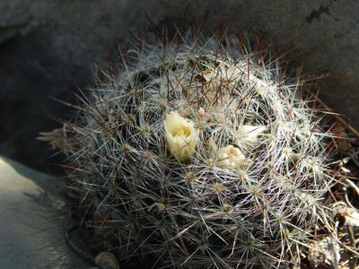 Mammillaria pilispina, photographed by Alejandro Gómez Maya