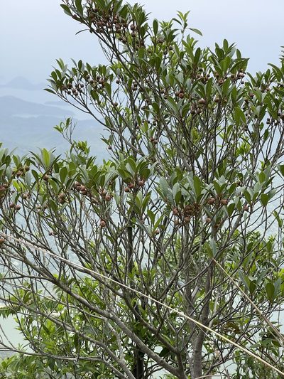 Ficus variolosa, photographed by Yj