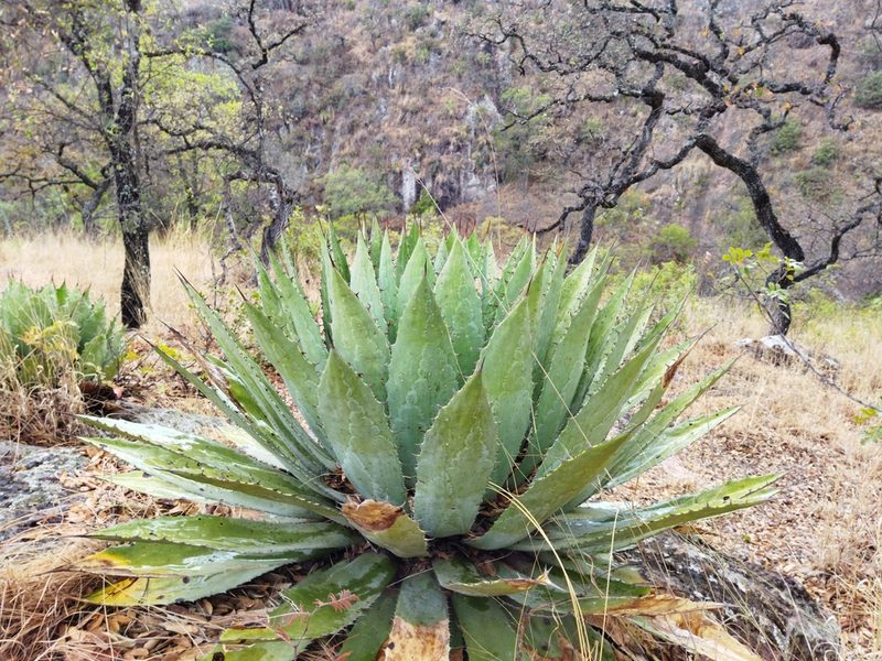 Agave maximiliana, photographed by Dante S. Figueroa