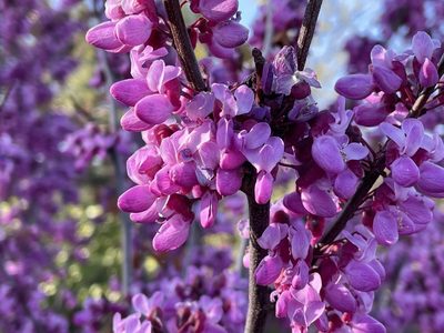 Cercis occidentalis, photographed by Henrik Kibak