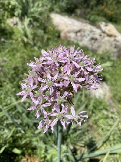 Allium nigrum, photographed by karim Attouche