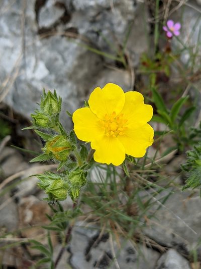 Potentilla hirta, photographed by Denis Bastianelli