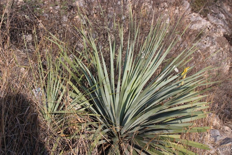 Dasylirion berlandieri, photographed by Francisco Martínez González