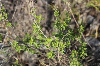 Brickellia laciniata, photographed by Francisco Martínez González