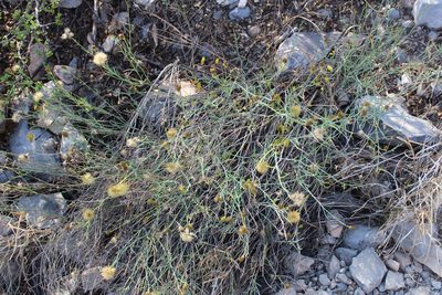 Porophyllum scoparium, photographed by Francisco Martínez González