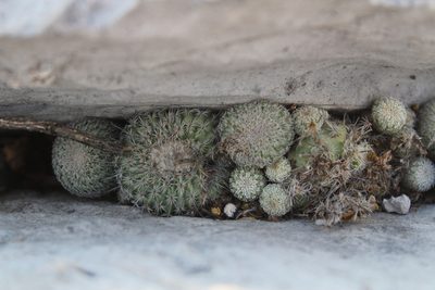 Epithelantha spinosior, photographed by Francisco Martínez González