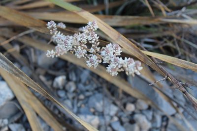 Hechtia texensis, photographed by Francisco Martínez González