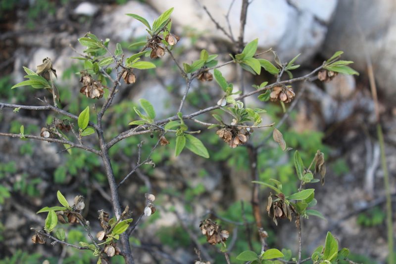 Neopringlea integrifolia, photographed by Francisco Martínez González
