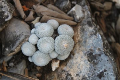 Epithelantha spinosior, photographed by Francisco Martínez González