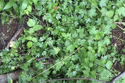 Ribes hirtellum, photographed by Mary E. Macaulay, P.Eng.