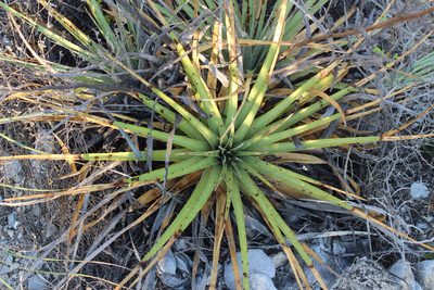 Hechtia texensis, photographed by Francisco Martínez González