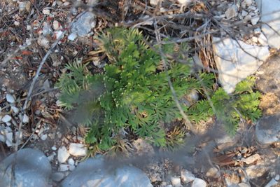 Selaginella lepidophylla, photographed by Francisco Martínez González