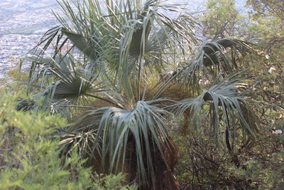 Brahea dulcis, photographed by Francisco Martínez González