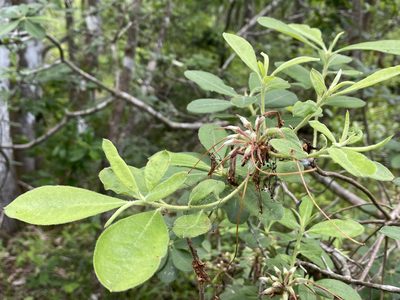 Rhododendron austrinum, photographed by Alan Weakley