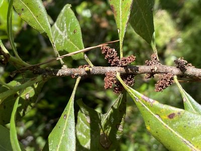 Myrica caroliniensis, photographed by Alan Weakley