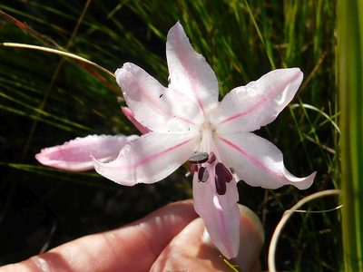 Nerine pudica, photographed by Klaus Wehrlin