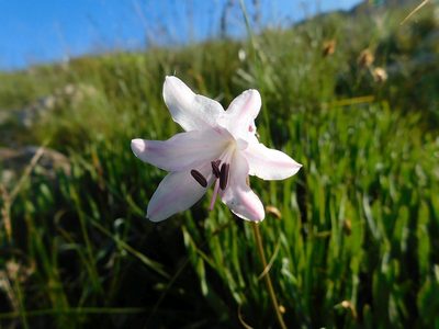 Nerine pudica, photographed by Klaus Wehrlin