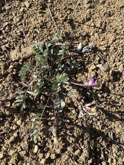 Astragalus piutensis, photographed by Matt Berger