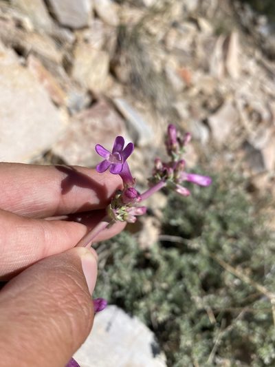 Penstemon confusus, photographed by Matt Berger