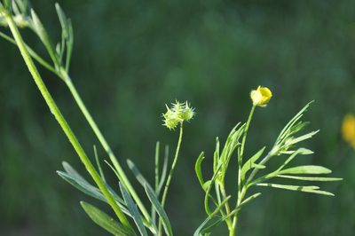 Ranunculus arvensis, photographed by Josep Gesti