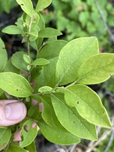 Vaccinium formosum, photographed by Alan Weakley