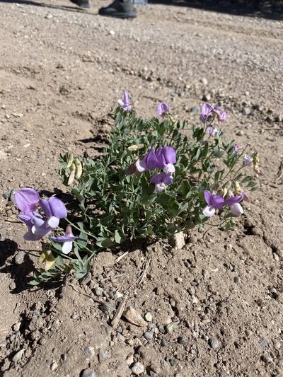 Lathyrus brachycalyx, photographed by Matt Berger