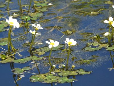 Ranunculus aquatilis, photographed by Aissa Djamel Filali