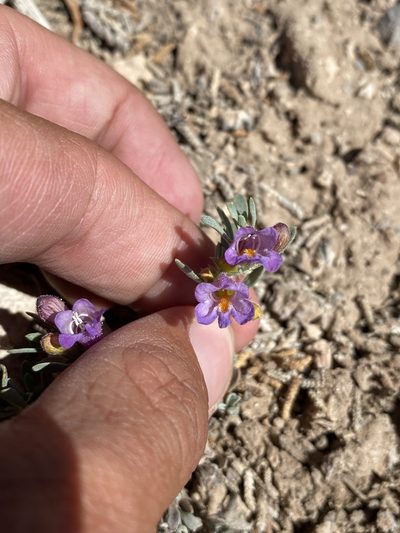 Penstemon thompsoniae, photographed by Matt Berger