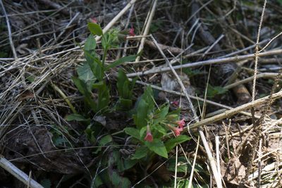 Pulmonaria rubra, photographed by Conrad Altmann