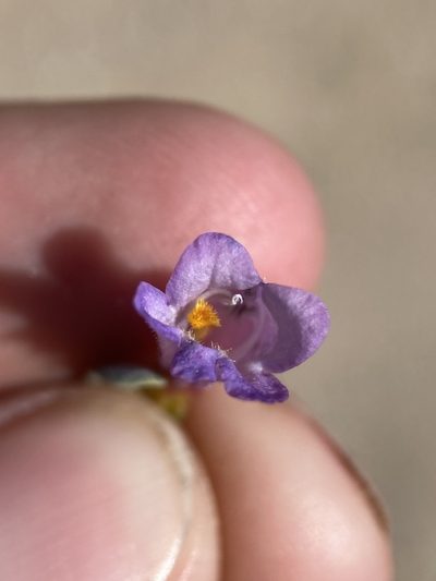 Penstemon thompsoniae, photographed by Matt Berger