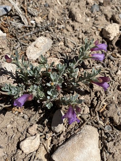 Penstemon thompsoniae, photographed by Matt Berger
