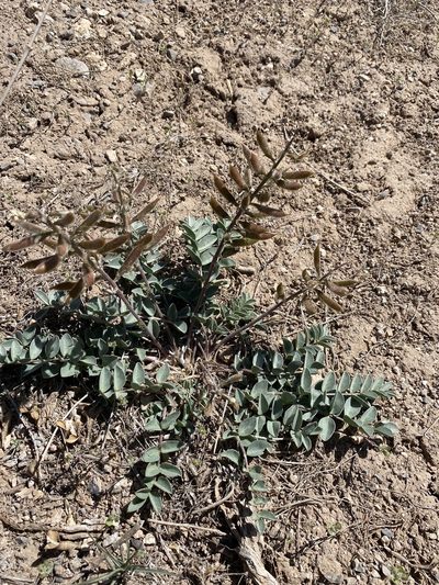 Astragalus minthorniae, photographed by Matt Berger