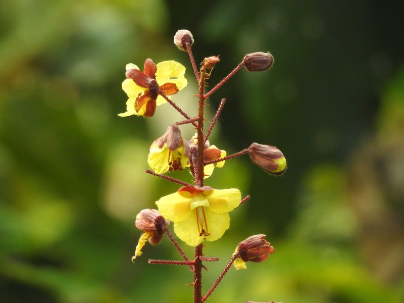Hultholia mimosoides, photographed by Ansil B.R.