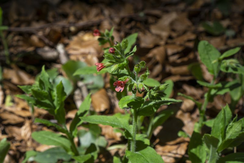 Pulmonaria rubra, photographed by Conrad Altmann