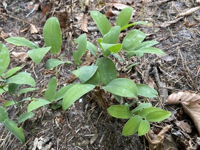 Uvularia floridana, photographed by Alan Weakley