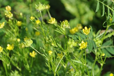 Ranunculus arvensis, photographed by Josep Gesti