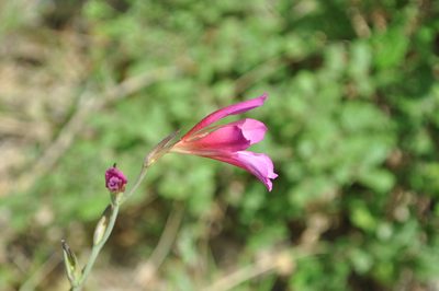 Gladiolus italicus, photographed by Josep Gesti