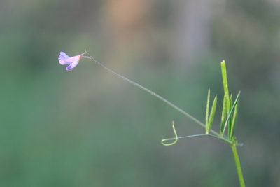 Vicia parviflora, photographed by Josep Gesti