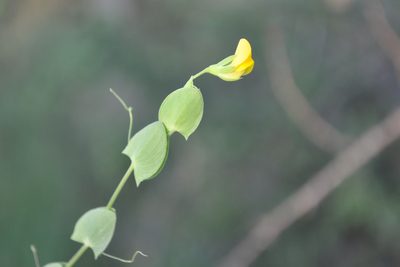 Lathyrus aphaca, photographed by Josep Gesti