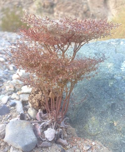Eriogonum rixfordii, photographed by Adam J. Searcy