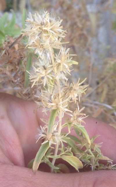 Brickellia longifolia, photographed by Adam J. Searcy