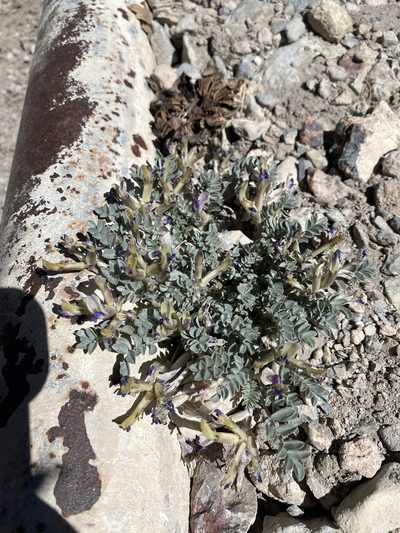 Astragalus piutensis, photographed by Matt Berger