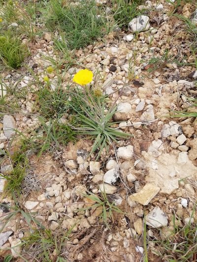 Ranunculus gramineus, photographed by David Delon
