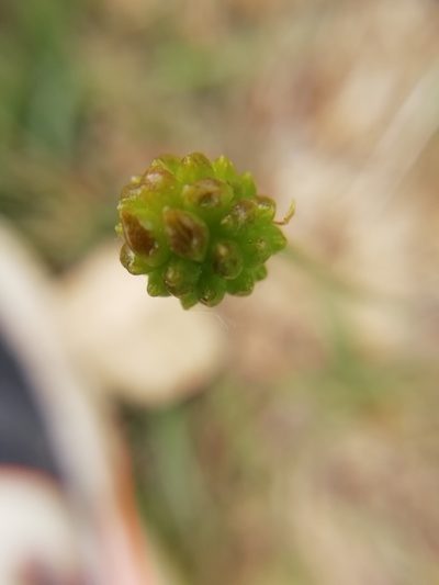 Ranunculus gramineus, photographed by David Delon